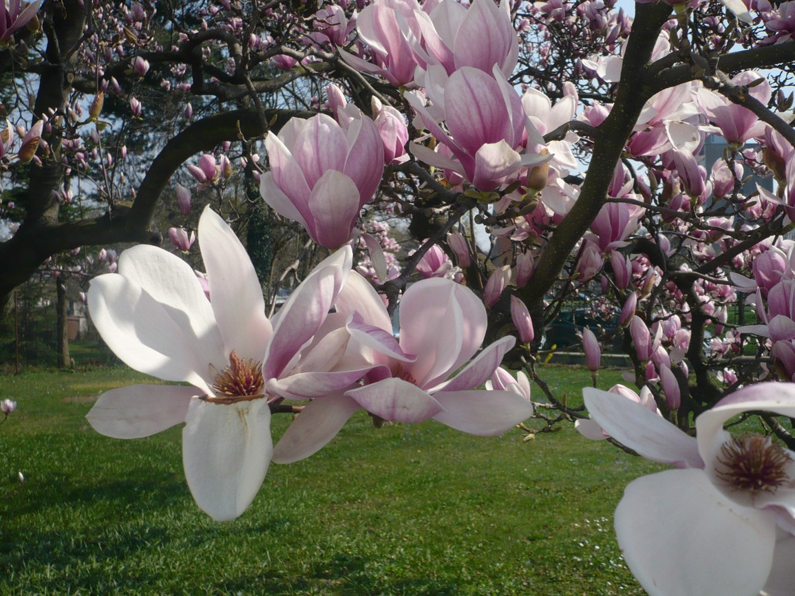 DUBEN V JESLIČKÁCH